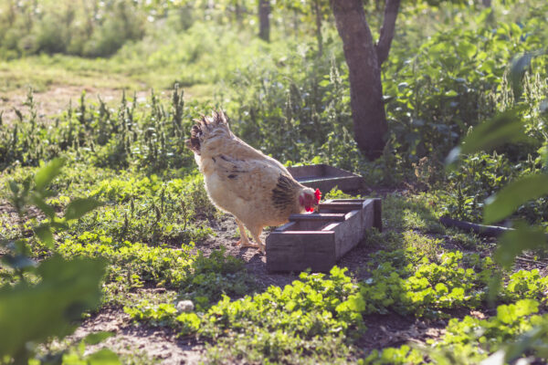 Huhn beim fressen im Obstgarten.